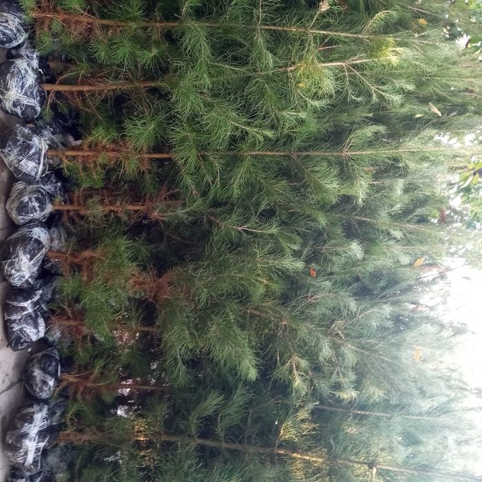 Манзарали дарахт кўчатлари