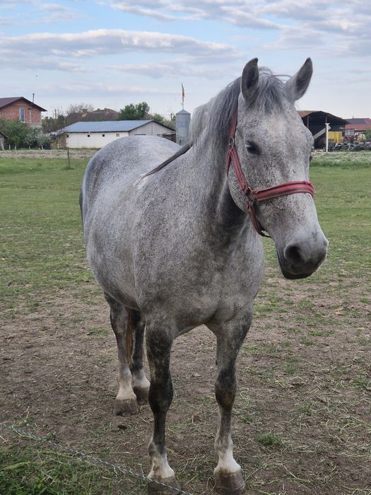Vand  Iapa Lipitan Maestosso/Conversanno   si manz cu Pedigree de la He