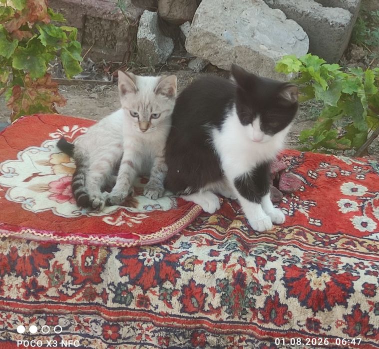 Отдам котят в добрые руки.