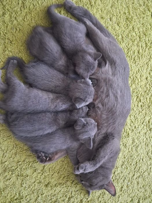 Продам породистых котят