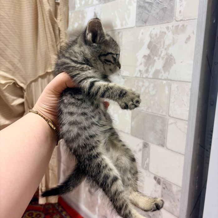 Котенок, отдам даром
