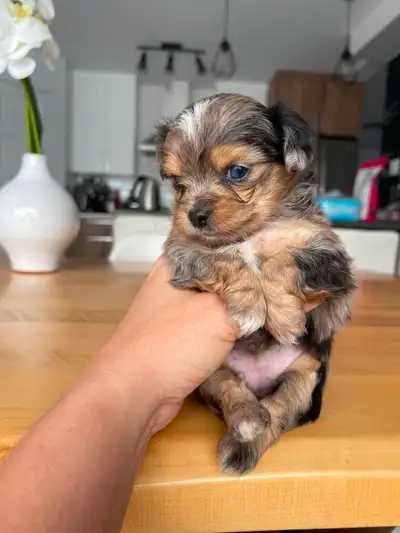 Vand pui de morkie yorkie terrier