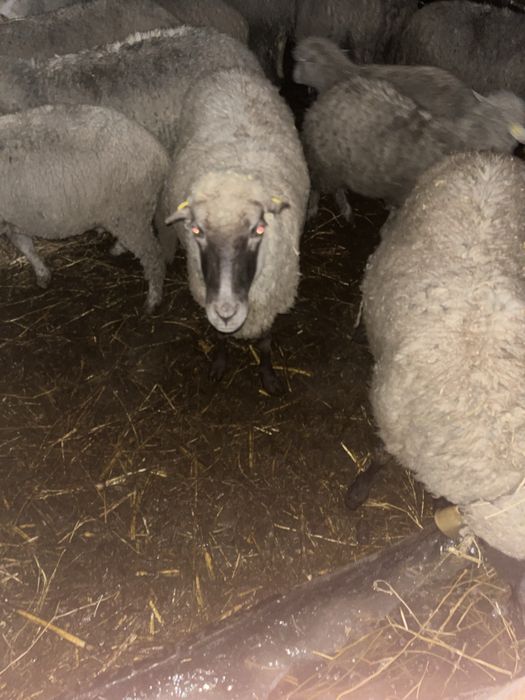 Oi de vanzare si un berbec