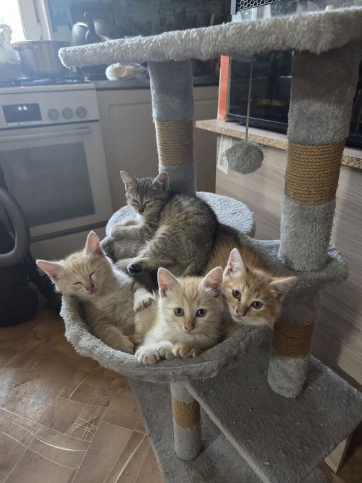 Котята в  добрые руки