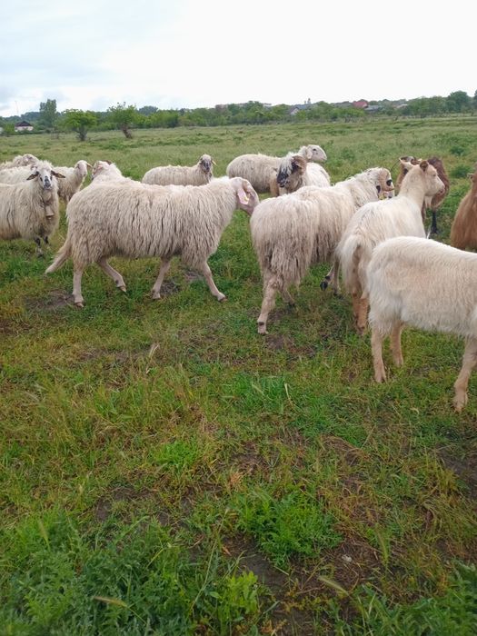 Oi de vânzare  50 de bucati le dau toate  nu pe ales sau la bucata