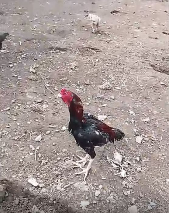 Продам петухов майские