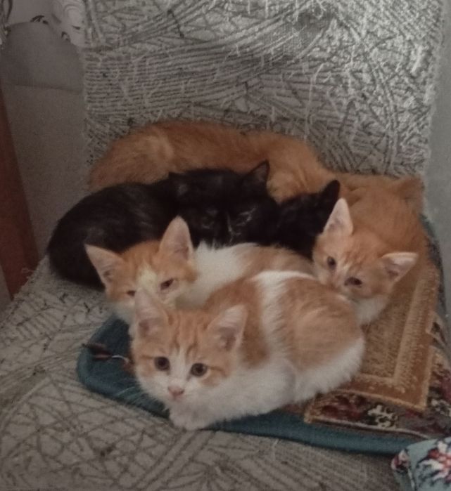 Котята в добрые руки