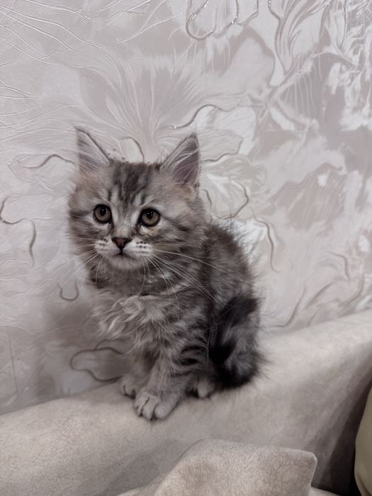 Британский котенок