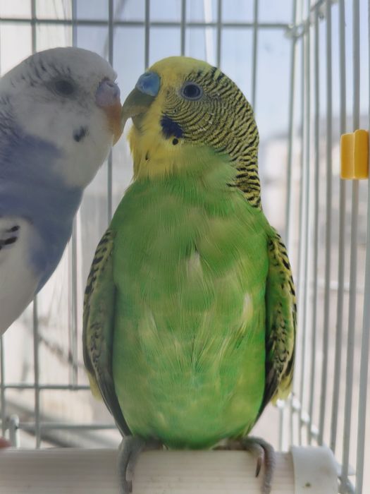 Продам попугай 2 зеленых