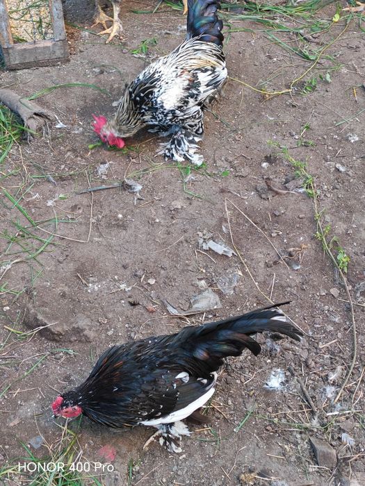 Disponibili cocoși mii de flori