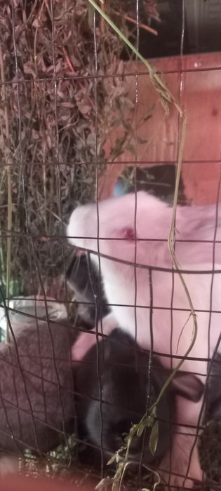 Куенлар сотилади