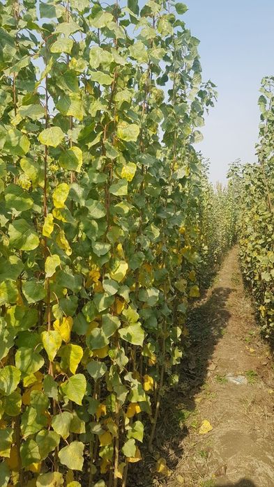 Терак кучатлари сотилади