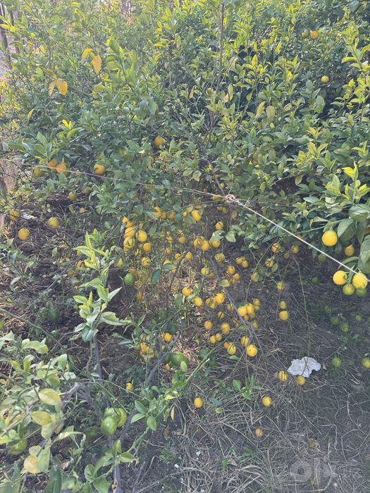 Tabiiy limon sotaman 100%