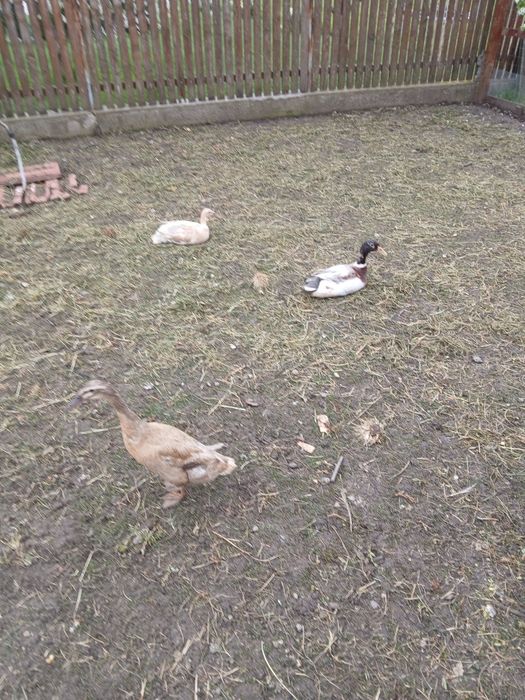 Rate indiene alergătoare, tinere și oua pt.incubat