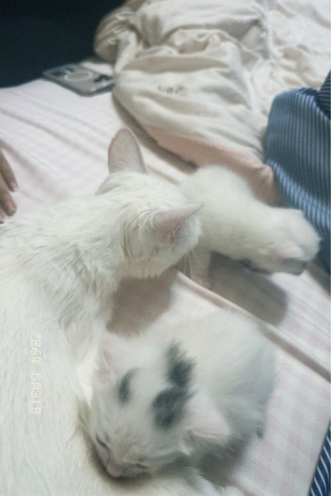 Котята без породы белые