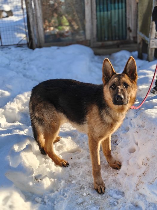 Mascul Ciobanesc german