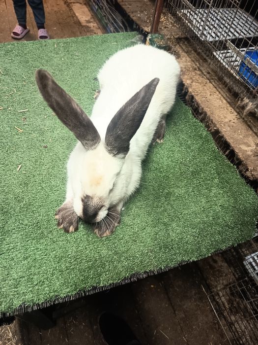 Vând acești iepurași