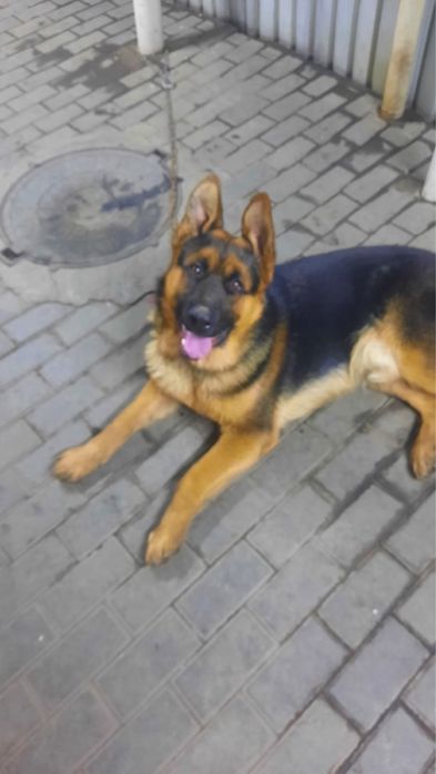 Продоется Авчарка