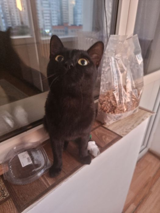Ищем дом для кота