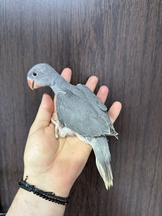 Papagali vorbitori puiuti blanzi micul alexandru Marele Alexandru