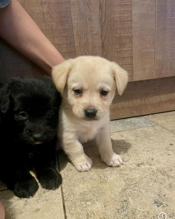 Donez cățeluși metis de Labrador cu Bichon havanez