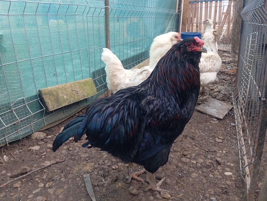 Oua verzi Ameraraucana Araucana Csabo de incubat