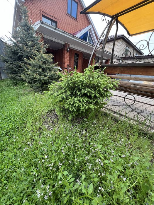 Продам ель не большая