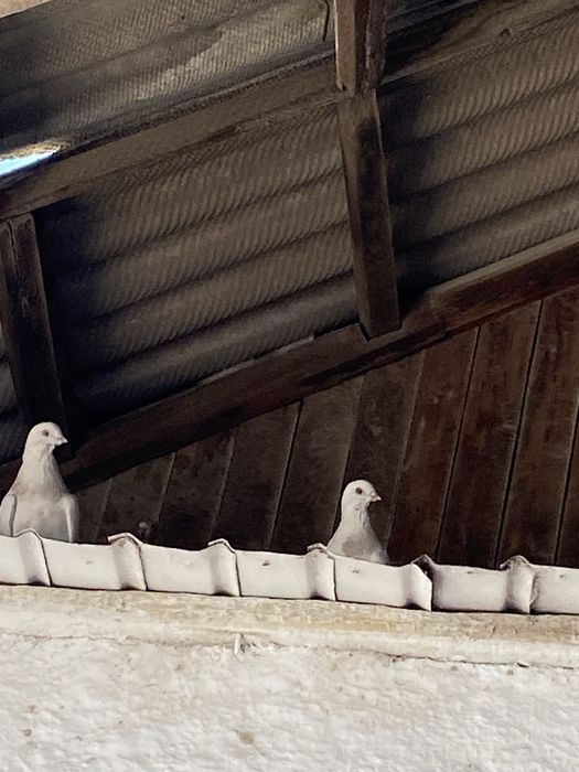 Птицы одна пара  продается