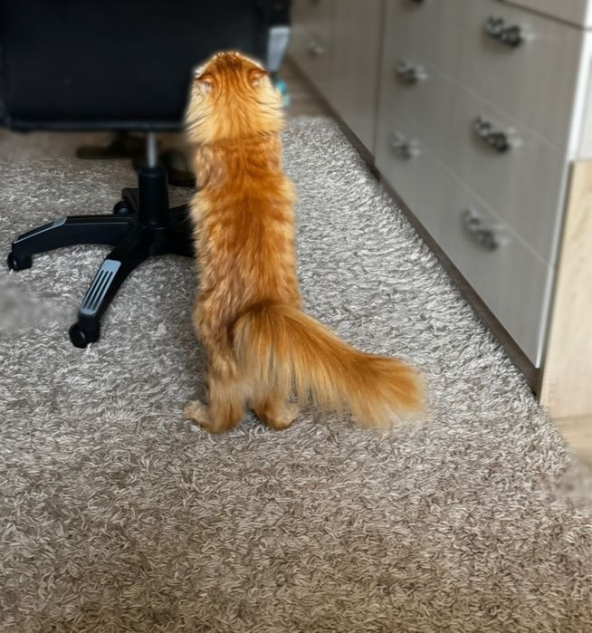 Продаю два ковра