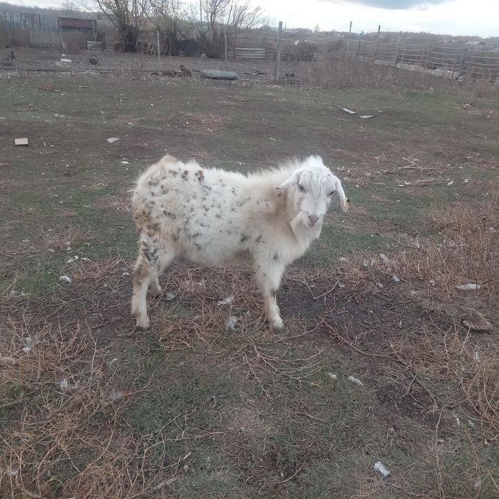 Срочно Продам коз