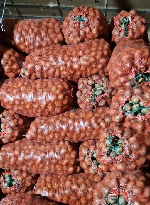 Продам семена картофеля