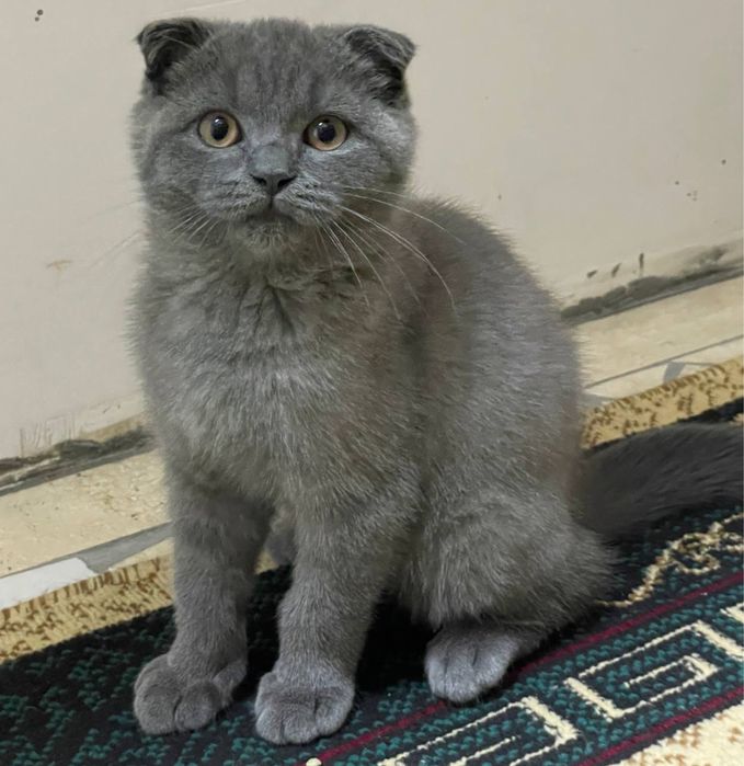 Yalangoch Tiffani Daff