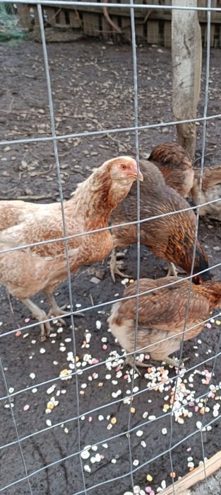 Ouă de incubat Wyandotte argintiu,roșu ,GSG ,splash și araucana.