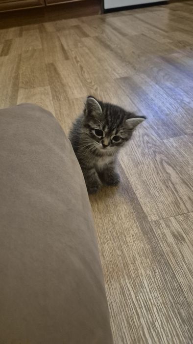 КОТЯТА ищут хозяев