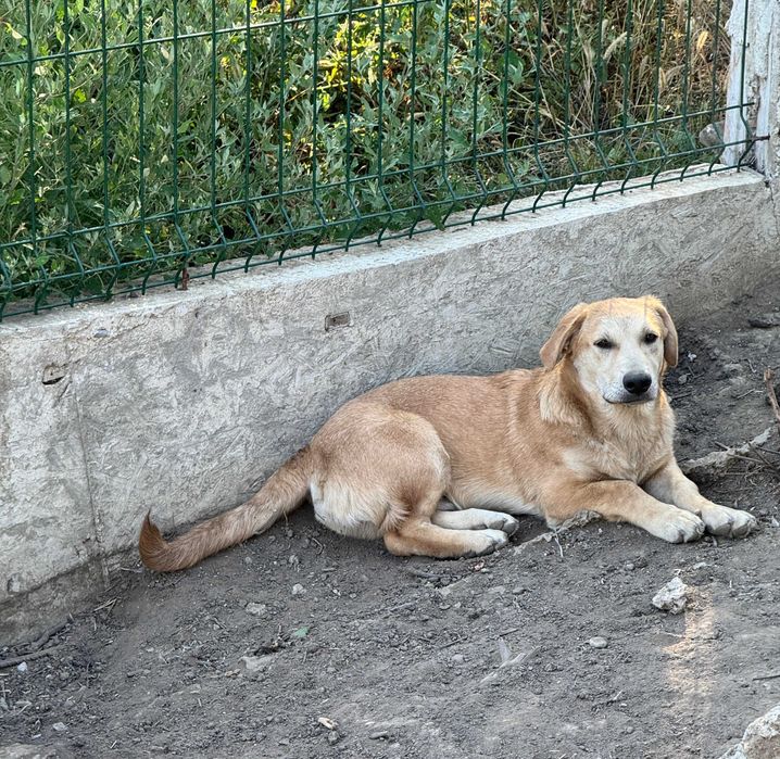 Подарявам кучета спешно в чудесно здраве с ваксини