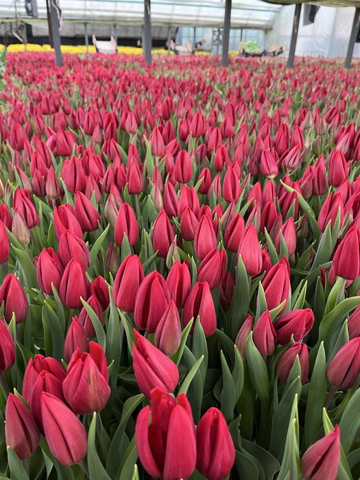 Тюльпаны оптом Беларусь