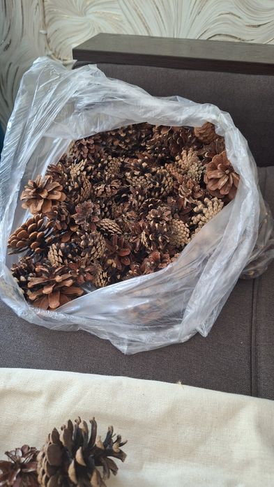 Шишки ели сосны для творчесва