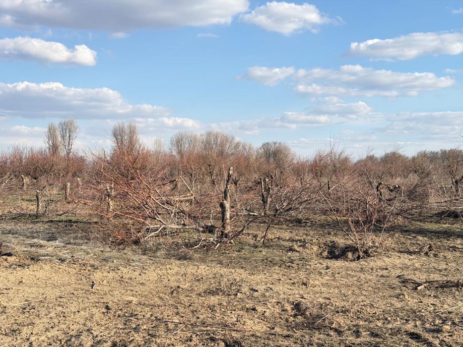 Дрова, деревья яблони