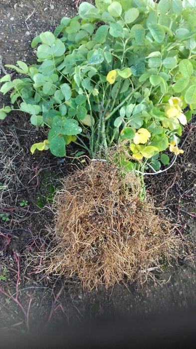 Разсад маслодайна роза