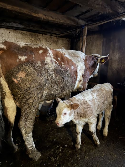 Vând vacă cu vițel