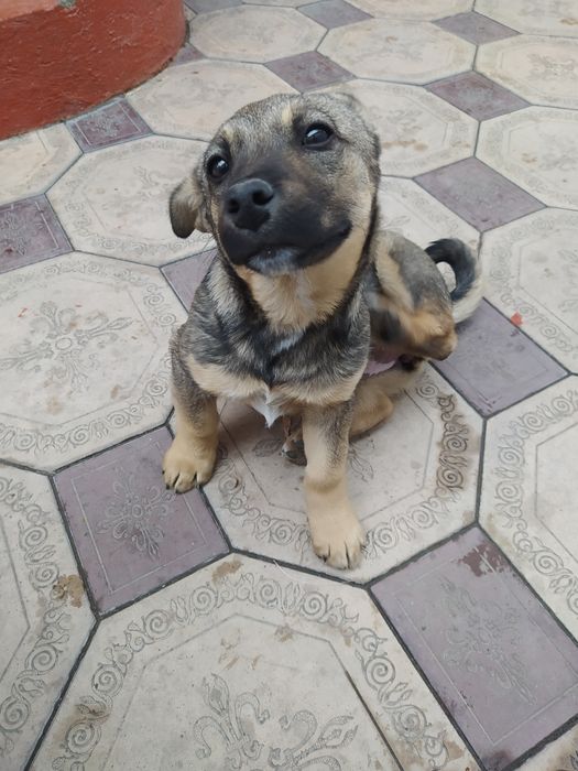 Отдадим очаровашку в добрые руки