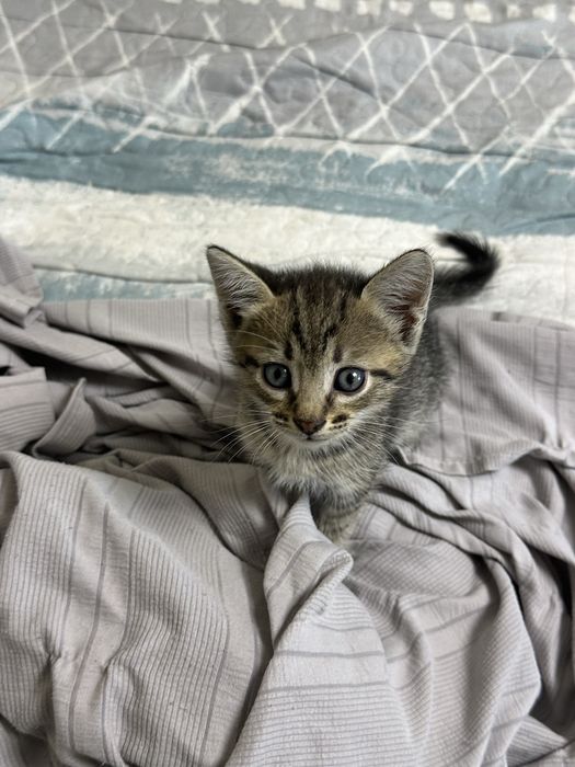 Отдам котят в добрые руки