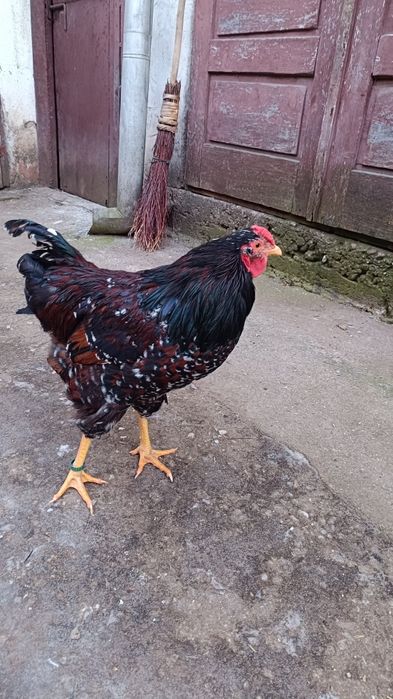 Cocos wyandotte portelan