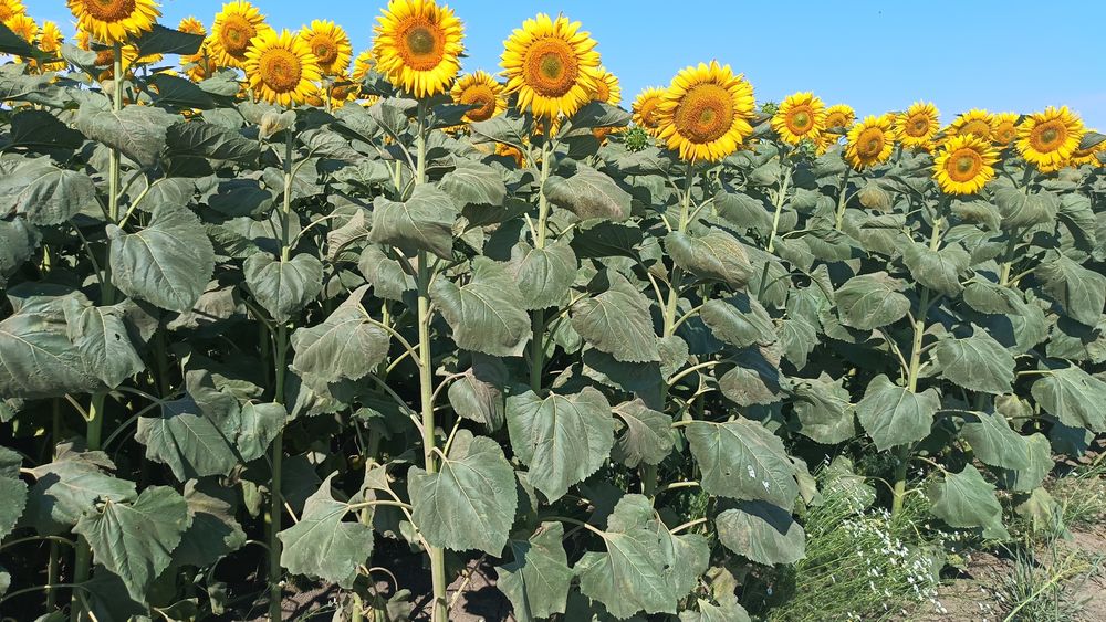 Miere floarea Soarelui