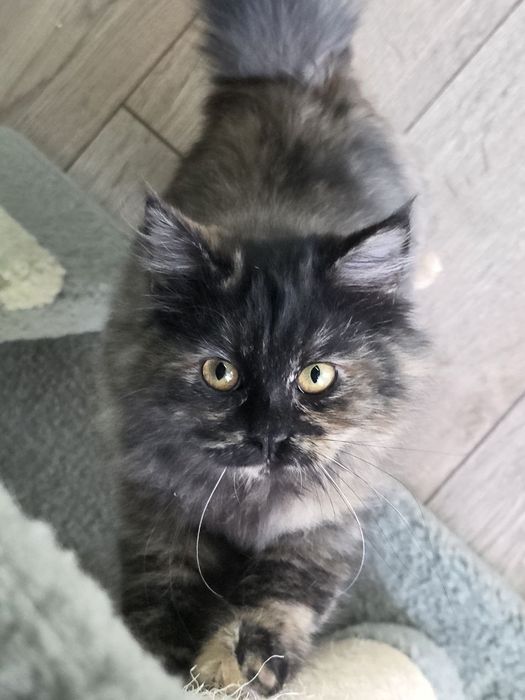 Котенок девочка Ташкент