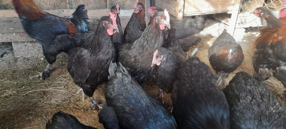 Oua de marans pentru incubat