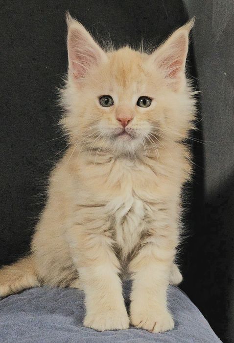 Maine coon uriaș  mascul pedigree din felisa