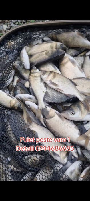 Puiet peste , crap , cteno , amur , fitofag , novac