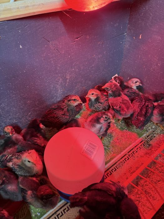 Pui de 3 saptamani Araucana, Ameraucana, Austrolop si Wyandotte