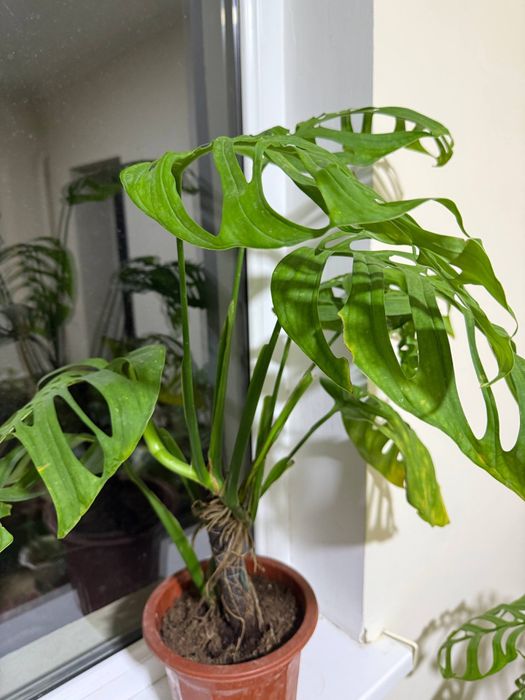 Монстера Эскелето шикарный